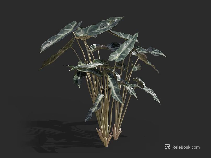 Leafy Indoor Plant Featuring Broad Leaves White Stripes and Slender Green Stems 3d model 