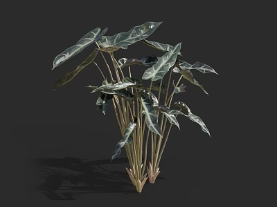 Leafy Indoor Plant Featuring Broad Leaves White Stripes and Slender Green Stems 3d model