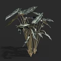 Leafy Indoor Plant Featuring Broad Leaves White Stripes and Slender Green Stems