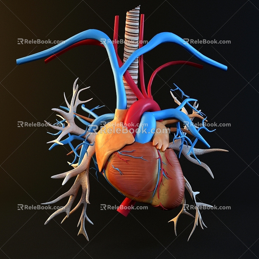 Modern style heart organ science and education appliance 3d model