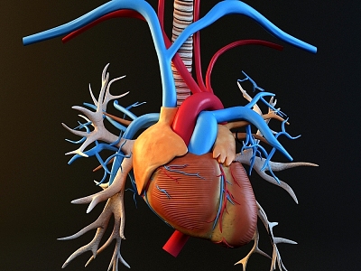 Modern style heart organ science and education appliance 3d model