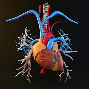 Modern style heart organ science and education appliance 3d model