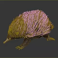 Echidna With Spiky Brown And Yellow Coat And Long Snout On Dark Background