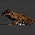 Brown Spotted Frog Sitting On White Tissue With Detailed Limbs And Eyes