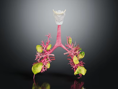 Human Lung Organ Anatomical 3D Model with Bronchial Tree and Pulmonary Tissues 3d model