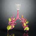 Human Lung Organ Anatomical 3D Model with Bronchial Tree and Pulmonary Tissues