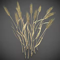 Golden Wheat Stalks With Bunch Of Long Ears And Slender Stems On Gray Background