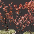 Ornamental Trees With Vibrant Red Leaves And Slender Branches In Potted Green Grass Base