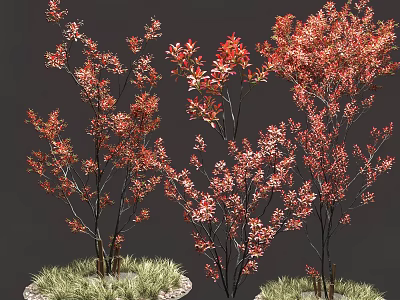 Ornamental Trees With Vibrant Red Leaves And Slender Branches In Potted Green Grass Base 3d model