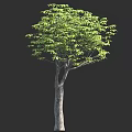 Single Tall Tree With Lush Green Leaves And Gray Trunk On Dark Background 3d model
