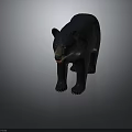 Black Bear Standing in Natural Posture with Thick Fur and Detailed Features