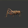 grasshopper insect cartoon locust animation locust anime locust anime game character 3d model