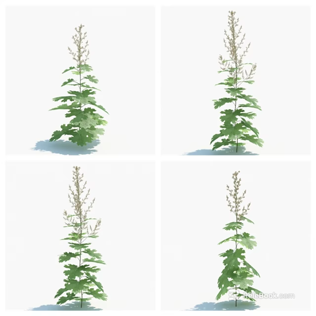 Herbal Plant With Upright Growth Slender Stem And Lush Green Leaves 3d model 