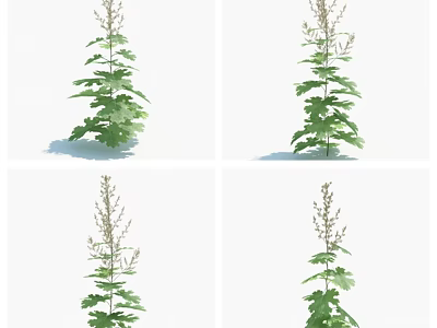 Herbal Plant With Upright Growth Slender Stem And Lush Green Leaves 3d model