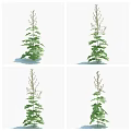 Herbal Plant With Upright Growth Slender Stem And Lush Green Leaves