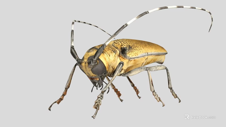 Detailed View Of A Golden Beetle With Long Antennae And Legs On Gray Background 3d model 