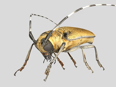 Detailed View Of A Golden Beetle With Long Antennae And Legs On Gray Background 3d model