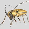 Detailed View Of A Golden Beetle With Long Antennae And Legs On Gray Background