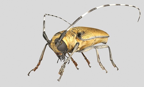 Sangtianus insect 3d model