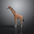 Giraffe With Long Neck And Spotted Coat Standing On Smooth Dark Surface 3d model