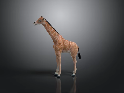 Cartoon Style Juvenile Giraffe Giraffe African Grassland Wild Animal Cartoon Giraffe Green Screen Background Cute Giraffe Animal 3d model