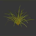 Green Herb Plant with Long Slender Leaves Yellow Stripes Dark Background Reflection and Roots