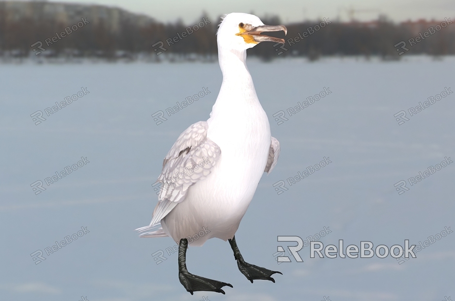 North Atlantic Cormorant Osprey Water Crow Animals model