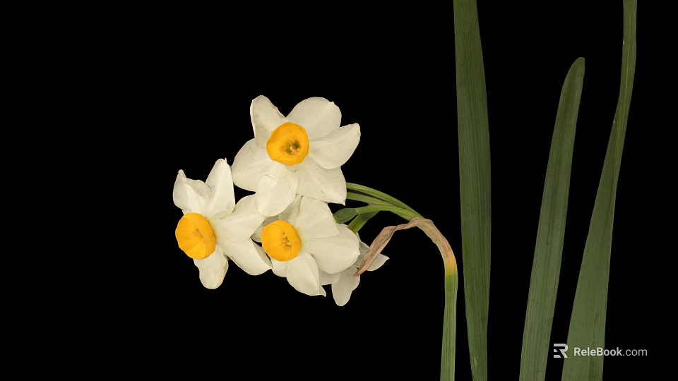 Cluster Of Daffodil Flowers With White Petals Yellow Centers Green Leaves On Black Background 3d model 