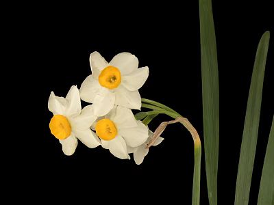 Cluster Of Daffodil Flowers With White Petals Yellow Centers Green Leaves On Black Background 3d model