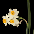 Cluster Of Daffodil Flowers With White Petals Yellow Centers Green Leaves On Black Background