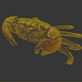 Red Clawed Brown Crab With Detailed Shell On Dark Background View