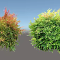 Vibrant Garden Shrubs With Red Green Foliage And Round Shape Design
