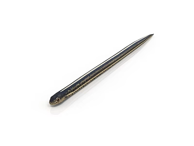 Slender Black and Gold Striped Snake Isolated on White Background in Close Up View 3d model