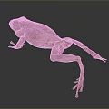 Frog Poison Frog Game Frog Reptile Cold Blooded Animal Reptile 3d model