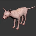 Sphynx Cat With Hairless Pink Skin And Blue Eyes Standing On Smooth Surface