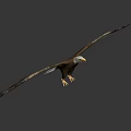 Beautiful Bald Eagle Flying with Spread Wings and Sharp Claws on White Background