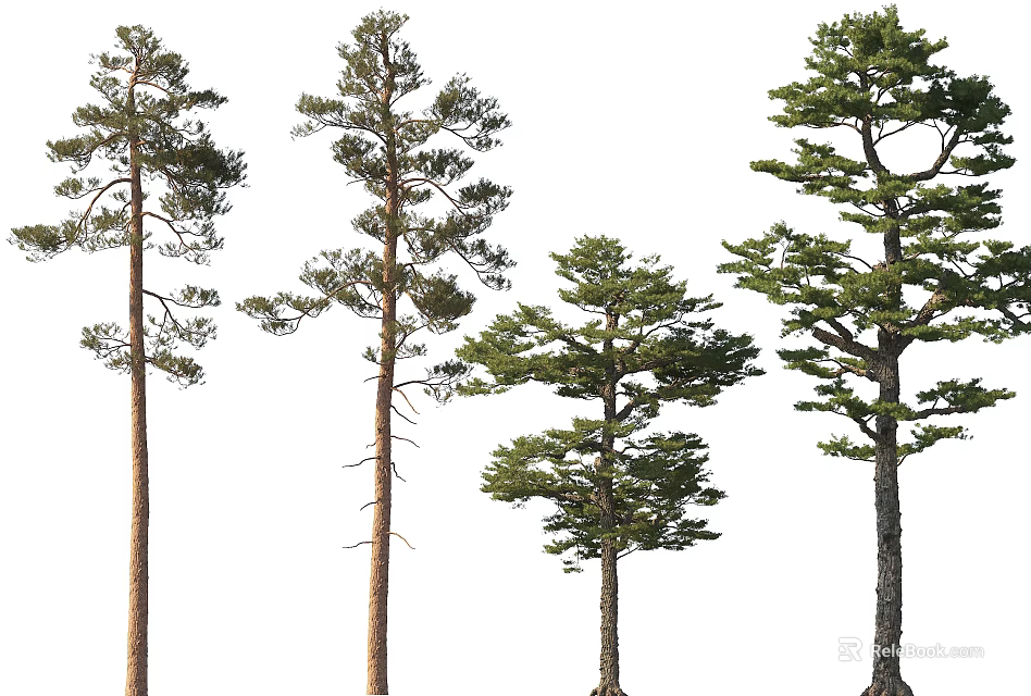 Tall Arbor Trees With Evergreen Foliage And Various Growth Heights 3d model 