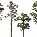 Tall Arbor Trees With Evergreen Foliage And Various Growth Heights