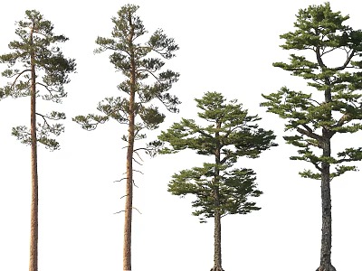 Tall Arbor Trees With Evergreen Foliage And Various Growth Heights 3d model
