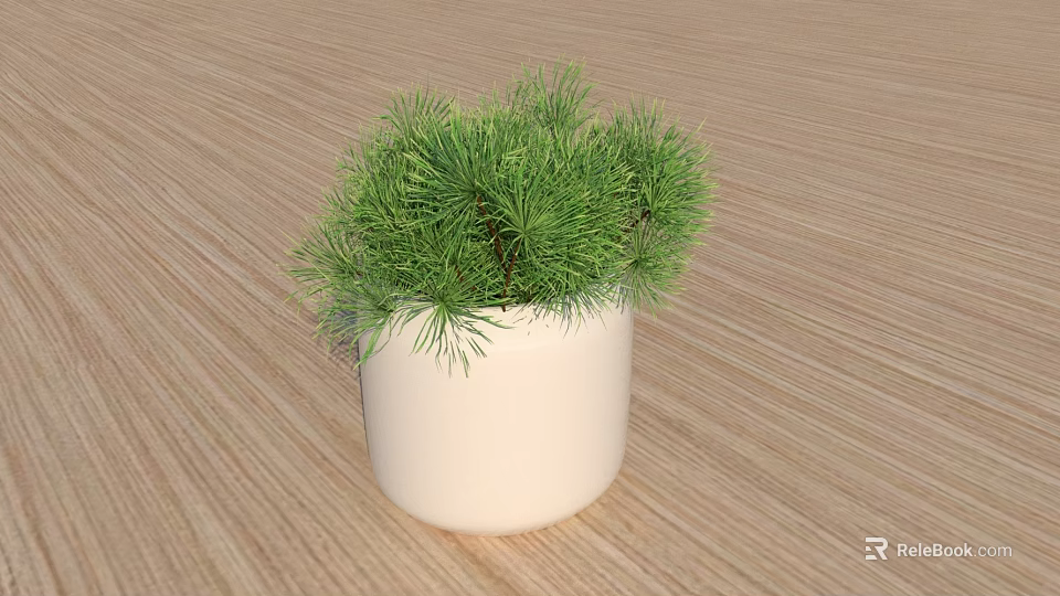 Bonsai Potted Plant With Green Needles In White Pot On Wooden Tabletop 3d model 
