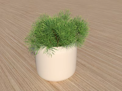 Bonsai Potted Plant With Green Needles In White Pot On Wooden Tabletop 3d model