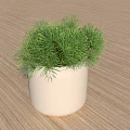 Bonsai Potted Plant With Green Needles In White Pot On Wooden Tabletop