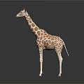 Realistic 3D Rendered Giraffe With Brown White Spots Standing On Dark Background