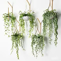 Multiple Hanging Plants With Lush Green Foliage For Indoor Decoration
