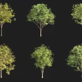 Different Arbor Tree Types Showcasing Green and Yellow Foliage Collection 3d model