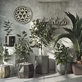 Stylish Bonsai Potted Plants In Geometric Planters With Gray Wall Decor
