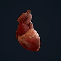 Human Heart Chest Organ Anatomical Structure 3D Rendering Medical Illustration Detailed View