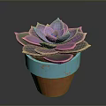 Rosette Shaped Succulent Plant With Pinkish Purple Leaves In Blue And Orange Pot