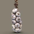 Fresh Garlic Bulbs Bunch Hanging With Natural Twisted Rope For Storage