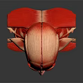 Medical Device Human Head Muscle Anatomical Teaching Model With Detailed Structure